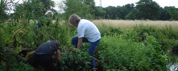 Clearing Himalayan Balsam<br />near the river