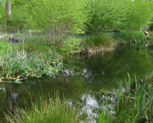 Fishpond in copse