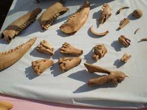 bones found on the site