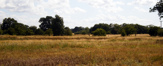 Part of the former<br />Great Park of Woking Palace